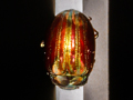 Chrysolina americana